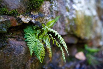 Ferns Beginning Their Seasonal Transformation Into Autumn