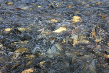 Fish in river farm