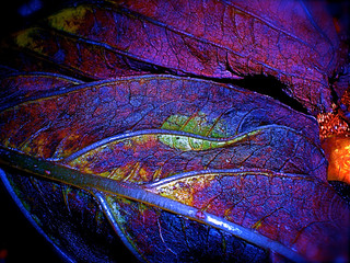 Leaves abstract