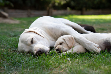 White labrador retriever dog mother with cute litlle puppy
