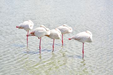 Sleeping wild pink flamingoes