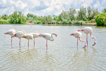 Group of pink flamingoes
