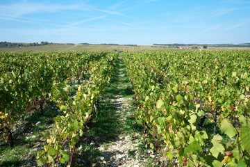Fototapeta na wymiar Chablis,France-October 16, 2018: Vineyard in Chablis, Bourgogne,France, in autumn