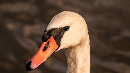 Fototapeta premium Large White Mute Swan on Reservoir Lake in Summer Shine Close Up Portrait