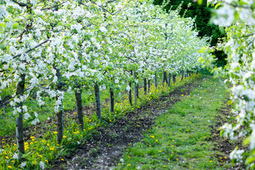 Fototapeta na wymiar garden of planted apple trees on a beautiful day. Good harvest