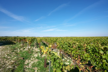 Chablis,France-October 16, 2018: Golden Gate of Burgundy, village of Chablis in Bourgogne region, famous for white wine