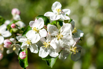 Apple trees flowers. the seed-bearing part of a plant, consisting of reproductive organs that are typically surrounded by a brightly colored corolla