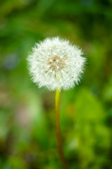 A beautiful white dandelion on a summer day is ready to fly away