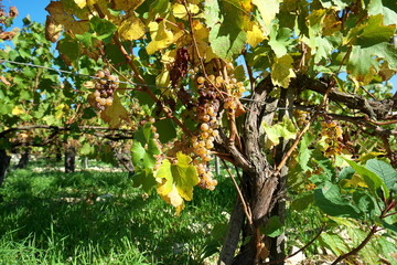 Chablis,France-October 16, 2018: Golden Gate of Burgundy, village of Chablis in Bourgogne region, famous for white wine