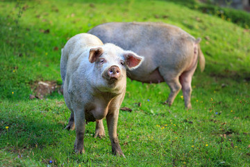 Domestic pigs graze on a green meadow. Portrait of a pig