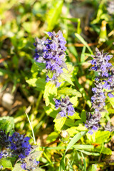 Fototapeta premium Blue flowers growing on a green lawn carpet, Ajuga reptans