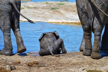 Baby Elephant at Waterhole, Namibia