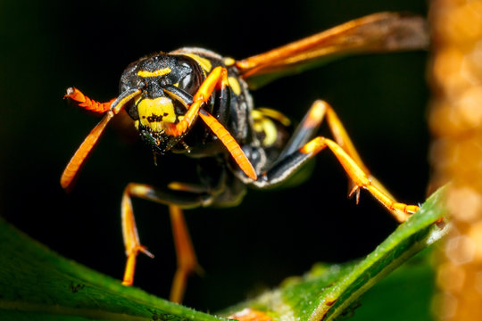 Wasp in nature.