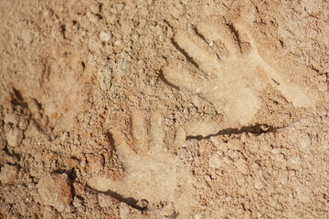 palm on the sand