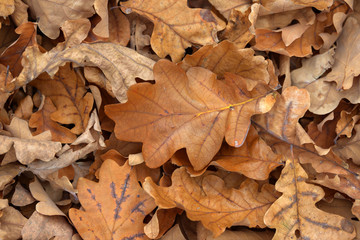 Carpet of fallen autumn leaves on grass. Beautiful colorful leaves in autumn forest. Red, orange, yellow, green and brown autumn leaves. Maple, hazel and oak dry foliage.