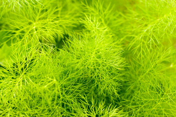 Beautiful green texture with leaf seasoning - fennel