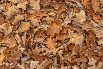 Carpet of fallen autumn leaves on grass. Beautiful colorful leaves in autumn forest. Red, orange, yellow, green and brown autumn leaves. Maple, hazel and oak dry foliage.