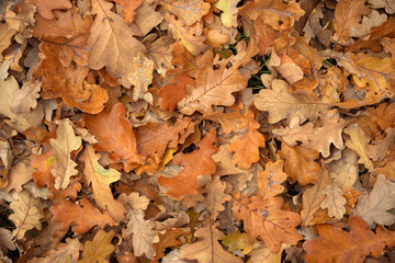 Carpet of fallen autumn leaves on grass. Beautiful colorful leaves in autumn forest. Red, orange, yellow, green and brown autumn leaves. Maple, hazel and oak dry foliage.