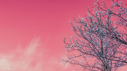 blooming tree with white flowers against pink sky