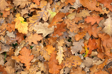 Carpet of fallen autumn leaves on grass. Beautiful colorful leaves in autumn forest. Red, orange, yellow, green and brown autumn leaves. Maple, hazel and oak dry foliage.
