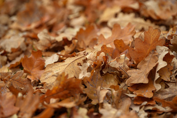 Carpet of fallen autumn leaves on grass. Beautiful colorful leaves in autumn forest. Red, orange, yellow, green and brown autumn leaves. Maple, hazel and oak dry foliage.