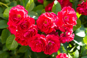 Red rose bushes with green leaves, a perfect gift for a woman for any occasion. Luxury view on a summer day