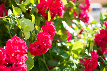 Red rose bushes with green leaves, a perfect gift for a woman for any occasion. Luxury view on a summer day