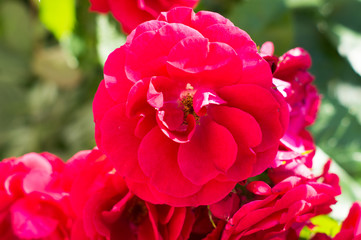 Red rose bushes with green leaves, a perfect gift for a woman for any occasion. Luxury view on a summer day