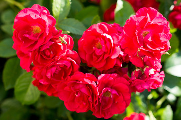 Red rose bushes with green leaves, a perfect gift for a woman for any occasion. Luxury view on a summer day