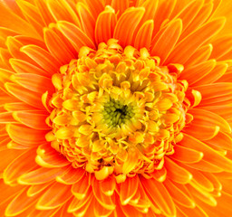 Closeup orange gerbera flower background
