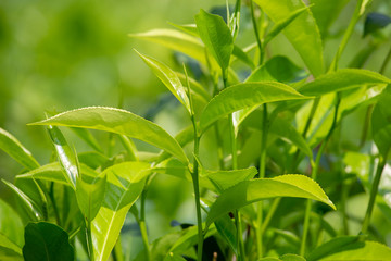 Fototapeta na wymiar Young green leaves and leaf bud of the tea tree on plantation in Nuwara Eliya, Sri Lanka.