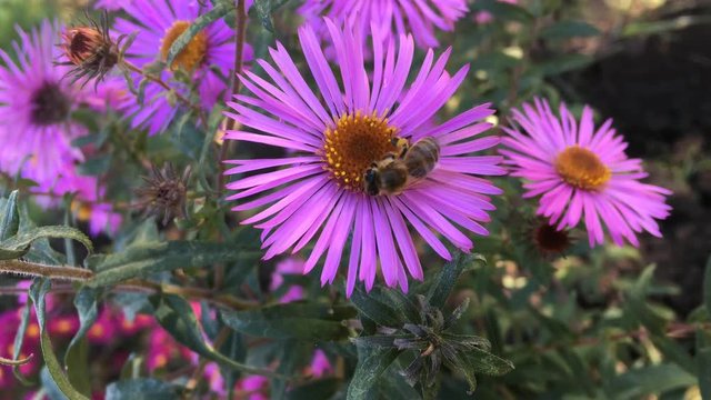 Bee gathering nectar from aster flower at fall season
