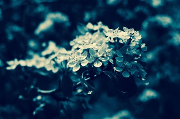 Versión 2 © Lourdes