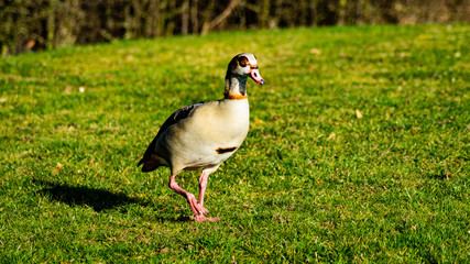 Close up Portrait of Egyptian goose (Alopochen aegyptiaca) with reflections in water