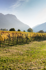 Obraz premium vineyard in golden fall colors with silhouettes of mountains behind