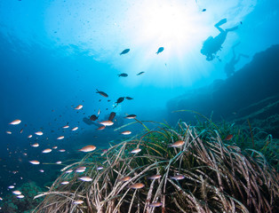 Fototapeta na wymiar Silhouette of scuba divers underwater in the deep blue sea.