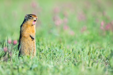 Naklejka na ściany i meble Columbian Ground Squirrel - Urocitellus columbianus, standing in a field, with mouth open calling. Bokeh of grass and wildflowers in the background.