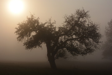 Fototapeta na wymiar Baum Nebel Morgenrot Landschaft Herbst