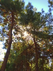tree trunk with green leaves in the blue sky in the garden