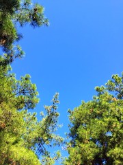 tree branches with green leaves in the blue sky garden