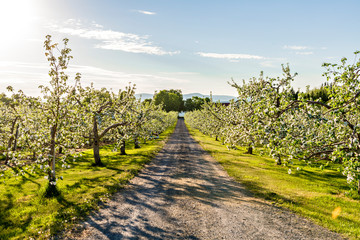 Obraz premium A Apple orchard with many blooming trees with white and pink flowers during summer