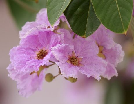 Queens crape myrtle flowers or Queen's flower, Lagerstroemia
