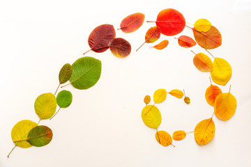 Autumn leaves on a white background from green to yellow, layout. Spiral. Background.