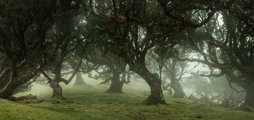 Fototapeta premium Panoramic view of fairy trees in the misty forest with copy space