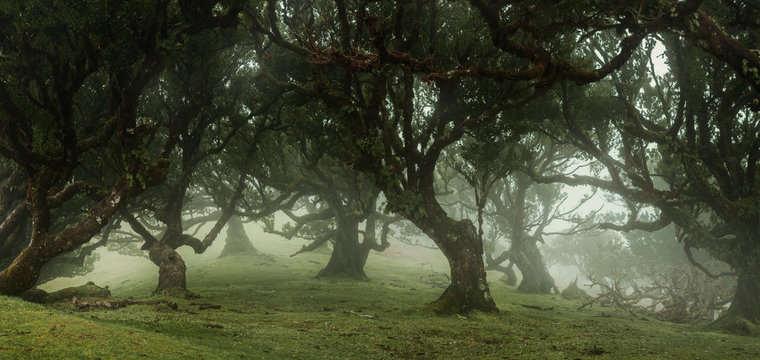 Fototapeta Panoramic view of fairy trees in the misty forest with copy space