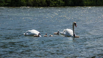 Schwäne auf dem Plöner See