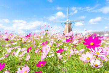 千葉県　佐倉ふるさと広場　満開のコスモス