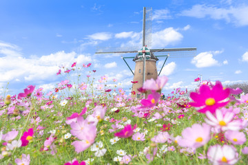 千葉県　佐倉ふるさと広場のコスモス＆風車