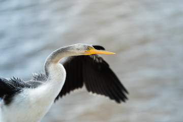 Water Bird