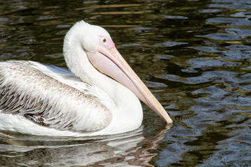 pelican